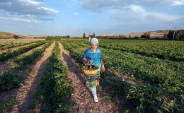 Emine Erdoğan kadın çiftçilerle domates topladı, menemen yaptı