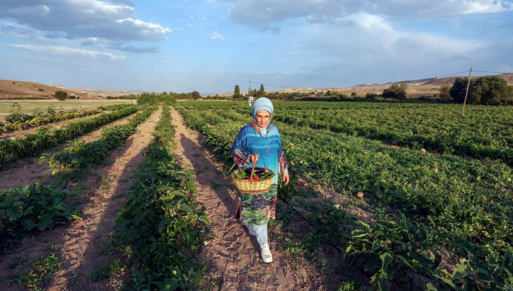 Emine Erdoğan kadın çiftçilerle domates topladı, menemen yaptı